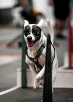 FlyBall_Wizard_of_Oz_Baytown_11-2-24_350