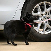 UKC_Nosework_SIRE_3-15-25_Vehicles_001