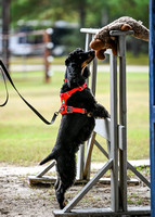 UKC_Nosework_SIRE_11-3-24_304