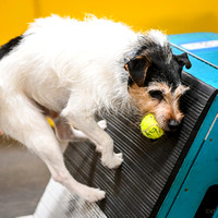 FlyBall_Wizard_of_Oz_Baytown_11-2-24_609