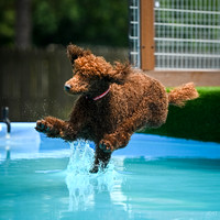 SplashPaws_AirRetrieve_HydroDash_5-1-25_006