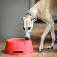 UKC_Nosework_SIRE_3-15-25_Interior_14
