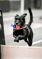 FlyBall_Wizard_of_Oz_Baytown_11-2-24_341