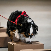 UKC_Nosework_SIRE_3-15-25_Containers_023
