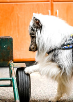AKCScentwork_Leonberger_NCS_5-11-24_Interior_005