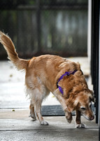 Scentwork_UKC_Banff_12-15-24_Detective_03