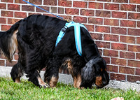 LeonbergerScentTrial_NLCHS_10-7-24_Exterior404