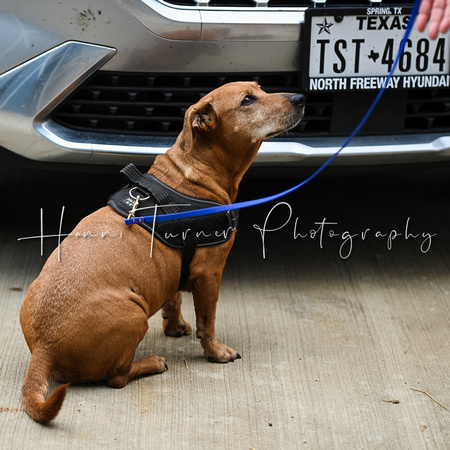UKC_Nosework_SIRE_11-3-24_037