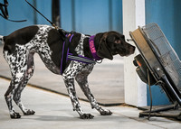 UKC_Nosework_SIRE_3-15-25_Containers_011