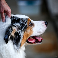 Scentwork_UKC_Banff_12-15-24_Detective_10