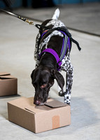 UKC_Nosework_SIRE_3-15-25_Containers_009