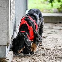 UKC_Nosework_SIRE_11-3-24_303