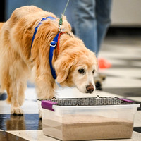 Scentwork_Leonberger_NCS_11-17-24_Interior_003