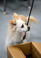 Scentwork_UKC_Banff_12-15-24_Interior_02