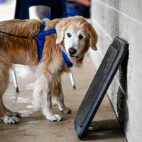 Scentwork_Leonberger_NCS_11-17-24_Exterior_016