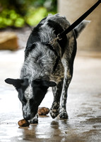 Scentwork_Leonberger_NCS_11-17-24_Exterior_022