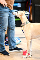 UKC_Nosework_SIRE_3-15-25_Interior_20