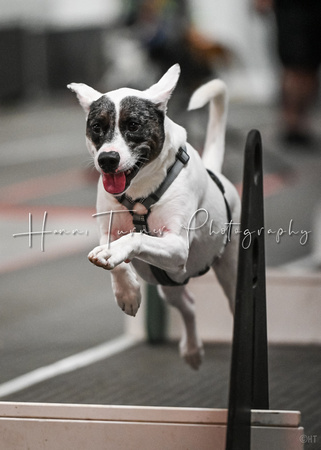 FlyBall_Wizard_of_Oz_Baytown_11-2-24_351