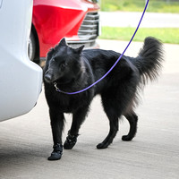 UKC_Nosework_SIRE_3-15-25_Vehicles_023