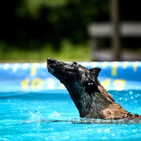 SplashPaws_HydroDashAirRetrieve_5-2-25_210