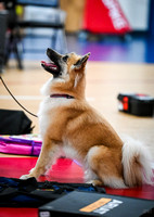 AKC_Nosework_Banff_1-19-25_Containers_015