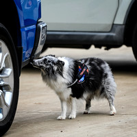 UKC_Nosework_SIRE_11-3-24_039