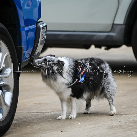 UKC_Nosework_SIRE_11-3-24_039