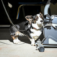 AKC_Nosework_Banff_1-19-25_Exteriors_010