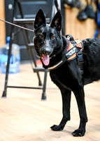 UKC_Nosework_SIRE_11-3-24_440