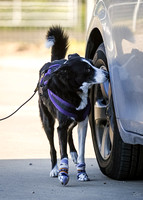 UKC_Nosework_SIRE_3-16-25_Vehicles_008