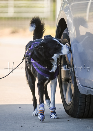 UKC_Nosework_SIRE_3-16-25_Vehicles_008