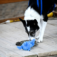 UKC_Nosework_SIRE_11-3-24_253