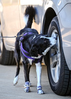 UKC_Nosework_SIRE_3-16-25_Vehicles_010