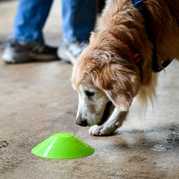 Scentwork_Leonberger_NCS_11-17-24_Exterior_014