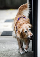 Scentwork_UKC_Banff_12-15-24_Detective_09