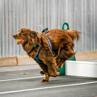 FlyBall_Wizard_of_Oz_Baytown_11-2-24_626