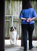 Scentwork_UKC_Banff_12-15-24_Detective_17