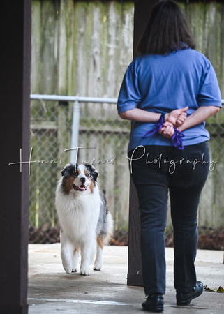 Scentwork_UKC_Banff_12-15-24_Detective_17