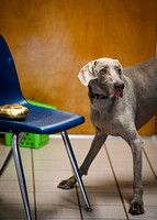 Scentwork_UKC_Banff_12-15-24_Interior_20