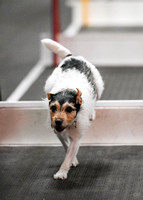 FlyBall_Wizard_of_Oz_Baytown_11-2-24_596