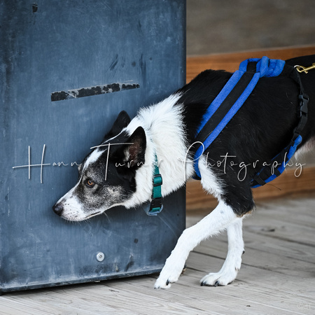 UKC_Nosework_SIRE_11-3-24_252