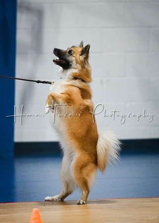 AKC_Nosework_Banff_1-19-25_Containers_003