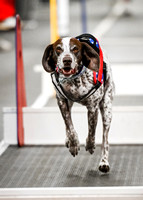 FlyBall_Wizard_of_Oz_Baytown_11-2-24_601
