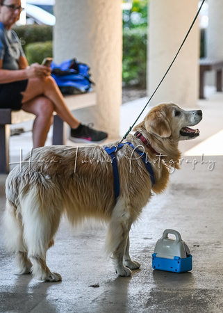 LeonbergerScentTrial_NLCHS_10-7-24_Exterior186