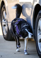 UKC_Nosework_SIRE_3-16-25_Vehicles_009