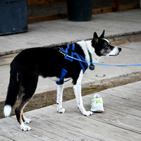 UKC_Nosework_SIRE_11-3-24_256