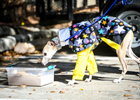 AKC_Nosework_Banff_1-19-25_Burried_072
