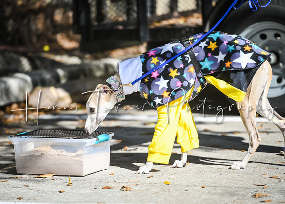 AKC_Nosework_Banff_1-19-25_Burried_072
