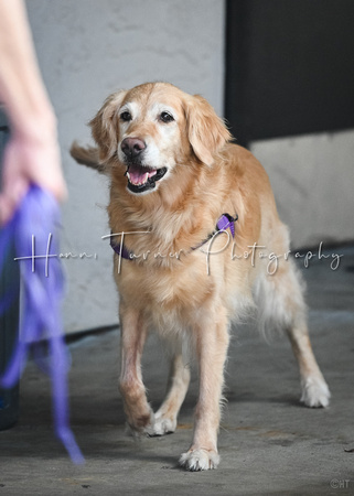 Scentwork_UKC_Banff_12-15-24_Detective_02