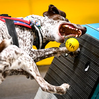 FlyBall_Wizard_of_Oz_Baytown_11-2-24_610